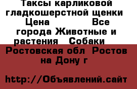 Таксы карликовой гладкошерстной щенки › Цена ­ 20 000 - Все города Животные и растения » Собаки   . Ростовская обл.,Ростов-на-Дону г.